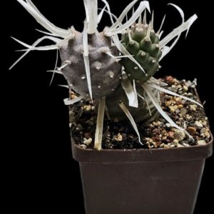 Tephrocactus articulatus var. papyracanthus (fa.) – Haage (7x7)-  3490(178)