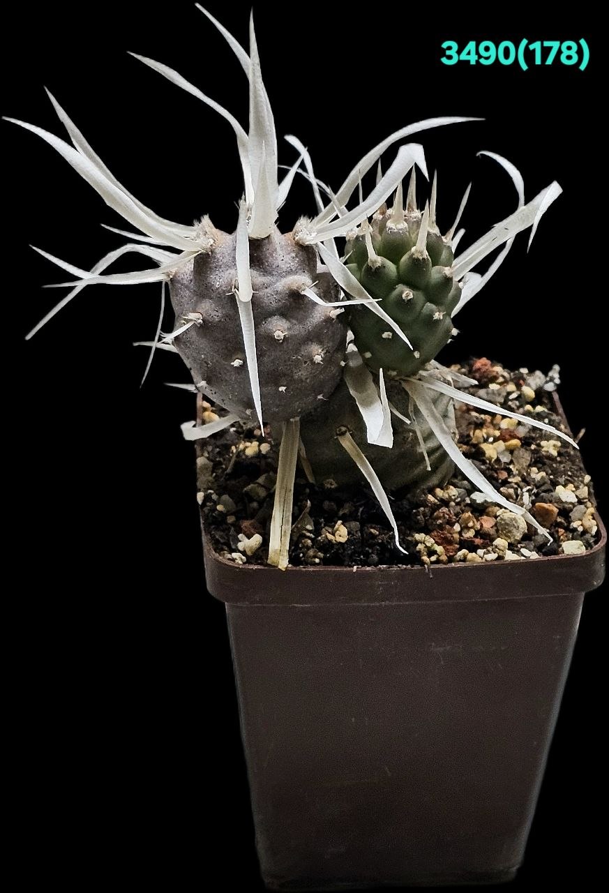 Tephrocactus articulatus var. papyracanthus (fa.) – Haage (7x7)- 3490(178)