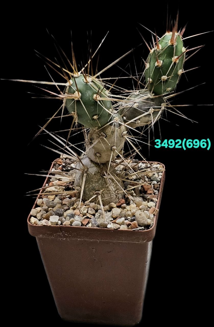 Maihueniopsis darwinii (hickenii) –HPT 389 (7x7)-3492(696)