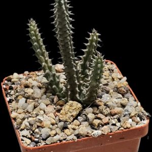 Tawaresia meintjesii - hybrid (barklyi X Stapelia gettleffii)  (6x6)-3493(474)