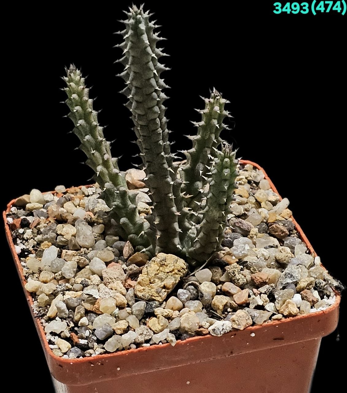 Tawaresia meintjesii - hybrid (barklyi X Stapelia gettleffii)  (6x6)-3493(474)