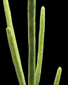 Euphorbia cedrorum (9x9. H pl.=40)-3494(107)