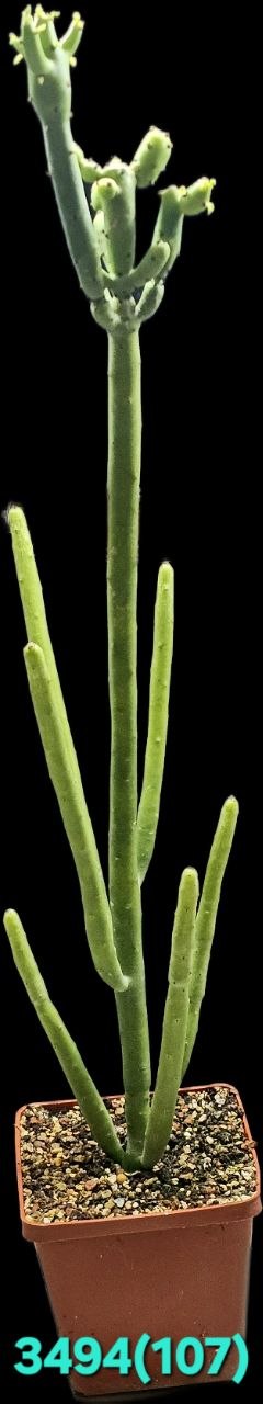 Euphorbia cedrorum (9x9. H pl.=40)-3494(107)