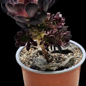 Aeonium `Tip Top` (D pl.=10, H=10)-3495(263)