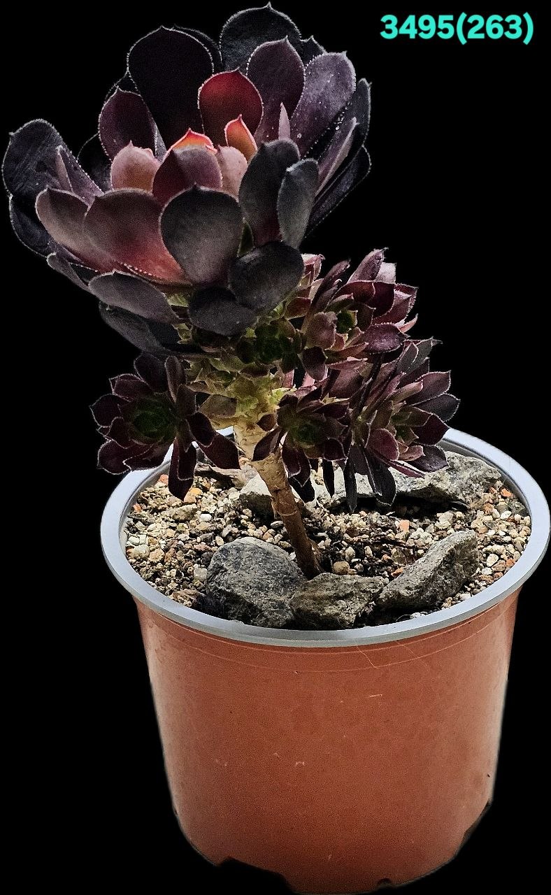 Aeonium `Tip Top` (D pl.=10, H=10)-3495(263)
