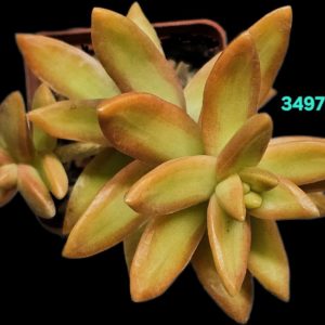 Sedum nussbaumerianum `Orange Delight` (6x6)-3497(83+)