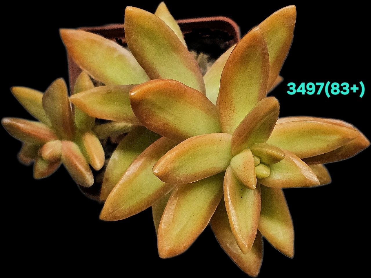 Sedum nussbaumerianum `Orange Delight` (6x6)-3497(83+)