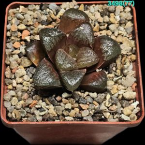Haworthia hybrid MOBI 12 [springbok. X splendens] (8x8)-  3498(77)