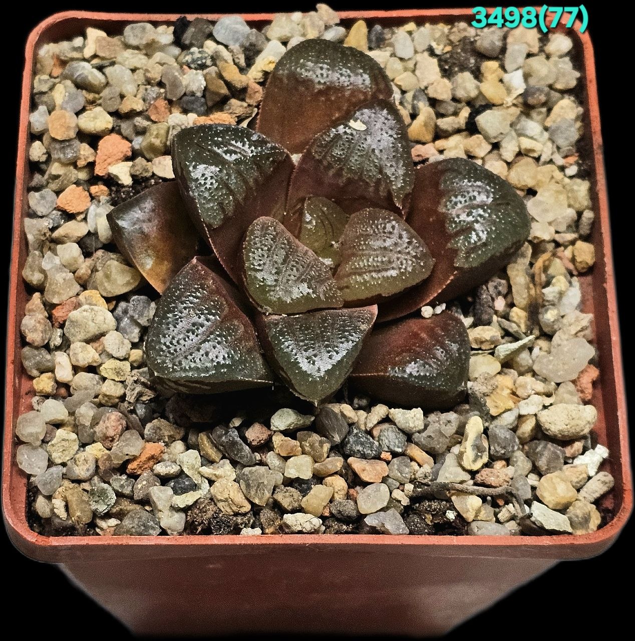 Haworthia hybrid MOBI 12 [springbok. X splendens] (8x8)-  3498(77)