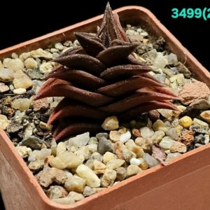 Haworthia hybrid nigra (clone) (6x6) -3499(262)