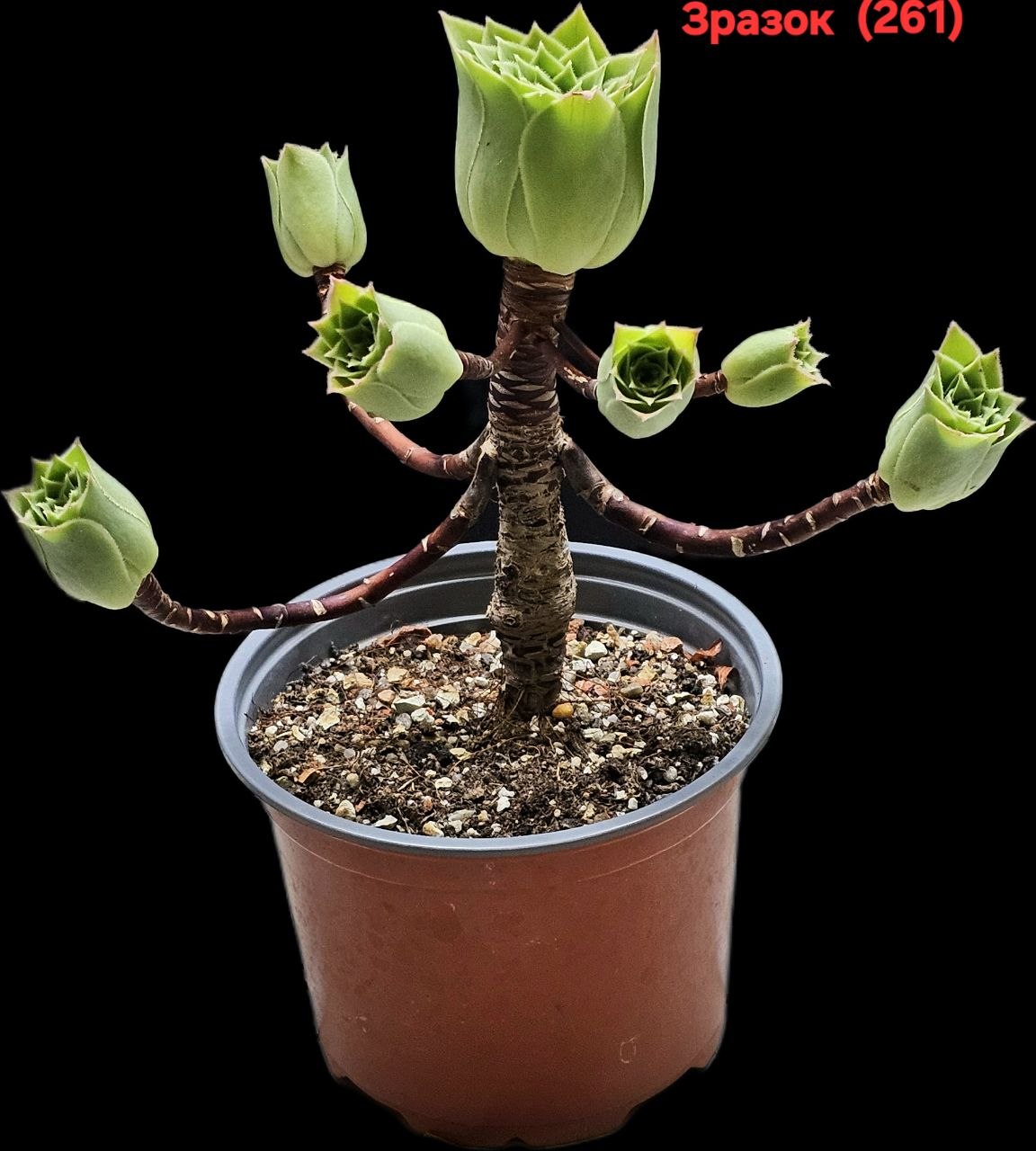 Aeonium `Emerald Flame` (green tulip bud fa.) (8x8)-3500(261)