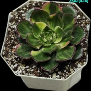 Aeonium `Red Edge` fa. variegata (9x9)-3502(424)