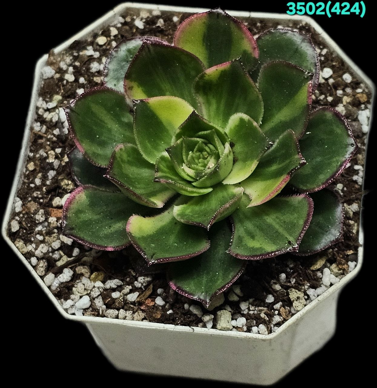 Aeonium `Red Edge` fa. variegata (9x9)-3502(424)