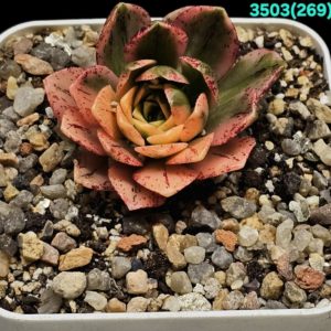 Aeonium `Bronze Medal` fa. variegata (7x7)-3503(269)