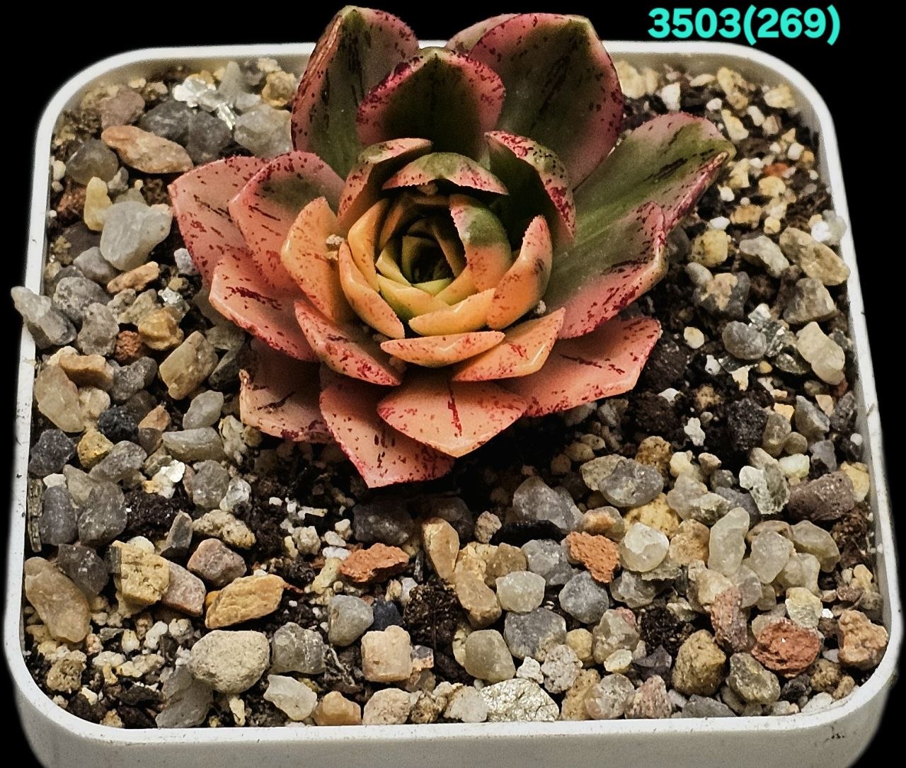 Aeonium `Bronze Medal` fa. variegata (7x7)-3503(269)