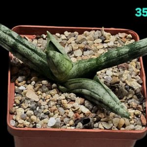 Sansevieria cylindrica `Tiara Platinum` (8x8)-3504(347)