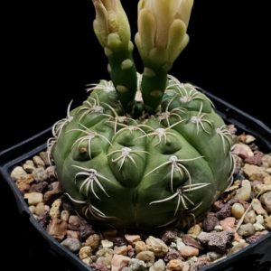 Gymnocalycium denudatum (D pl.=9)-3505B