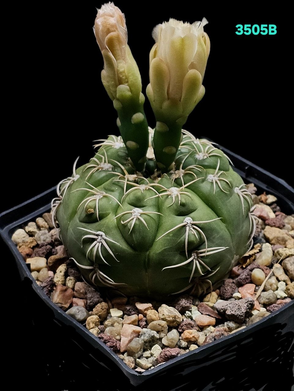Gymnocalycium denudatum (D pl.=9)-3505B