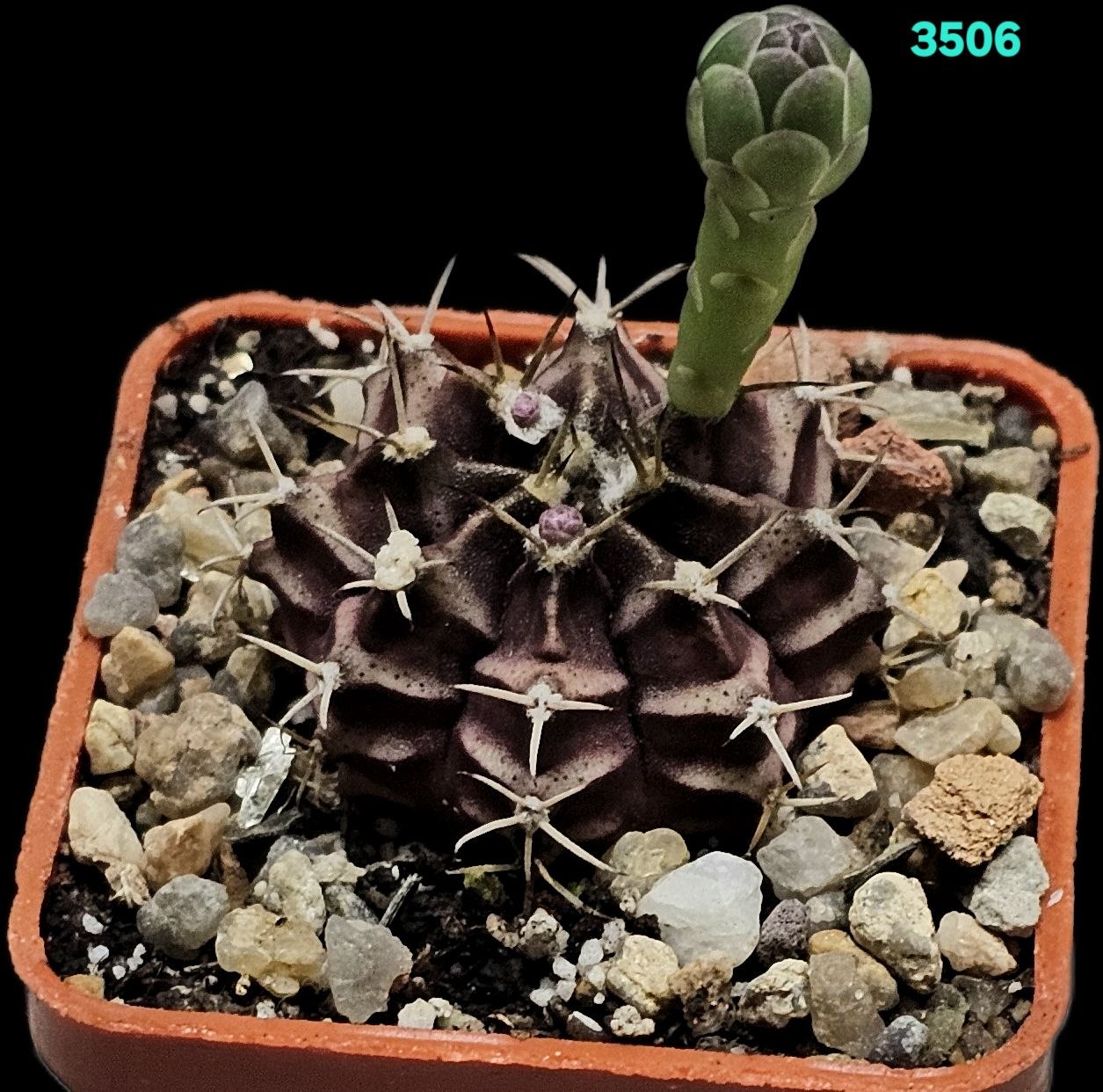 Gymnocalycium hybrid [`zebra violet` X friedrichii fa.  variegate] (5x5)-3506