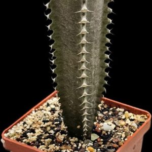 Euphorbia canariensis (7x7, H pl.=14)-3507(243)
