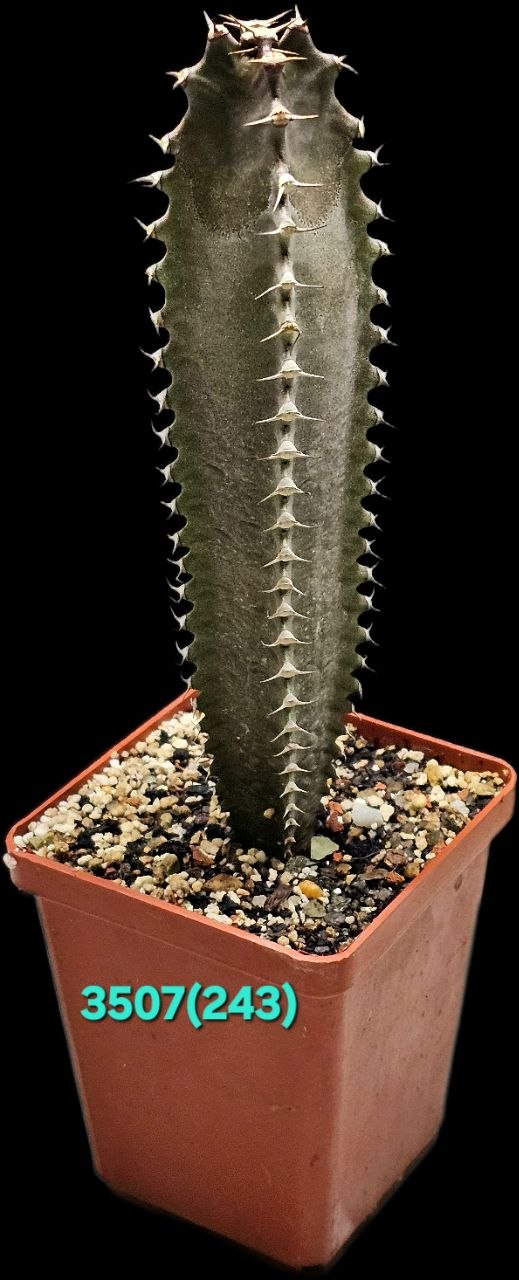 Euphorbia canariensis (7x7, H pl.=14)-3507(243)
