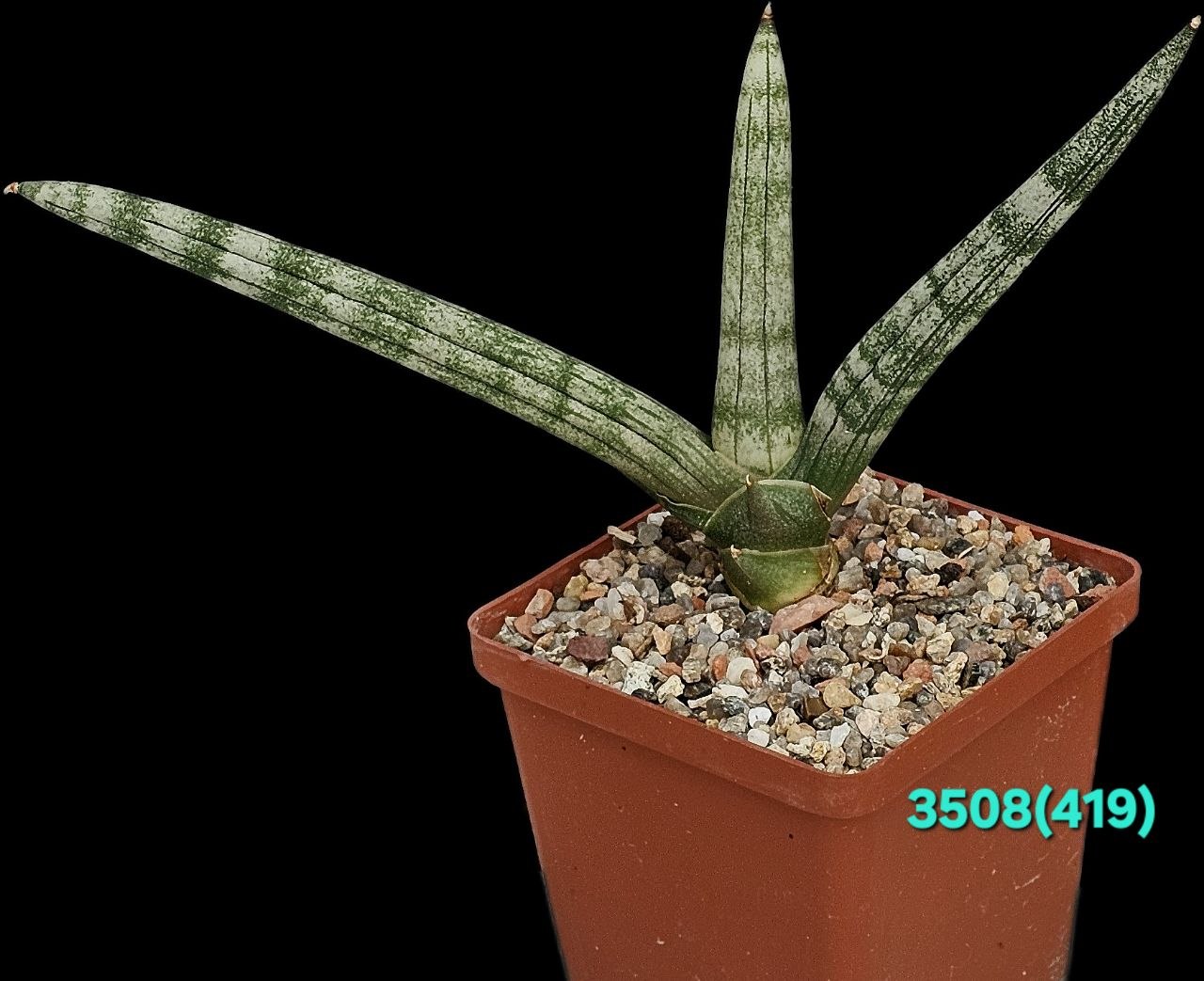 Sansevieria `Boncellensis` (from variegata) (8x8)-3508(419)