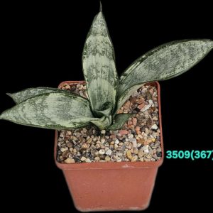 Sansevieria hahnii `Starburst` (`Green Ice`) – Indonesia (8x8)-  3509(367)