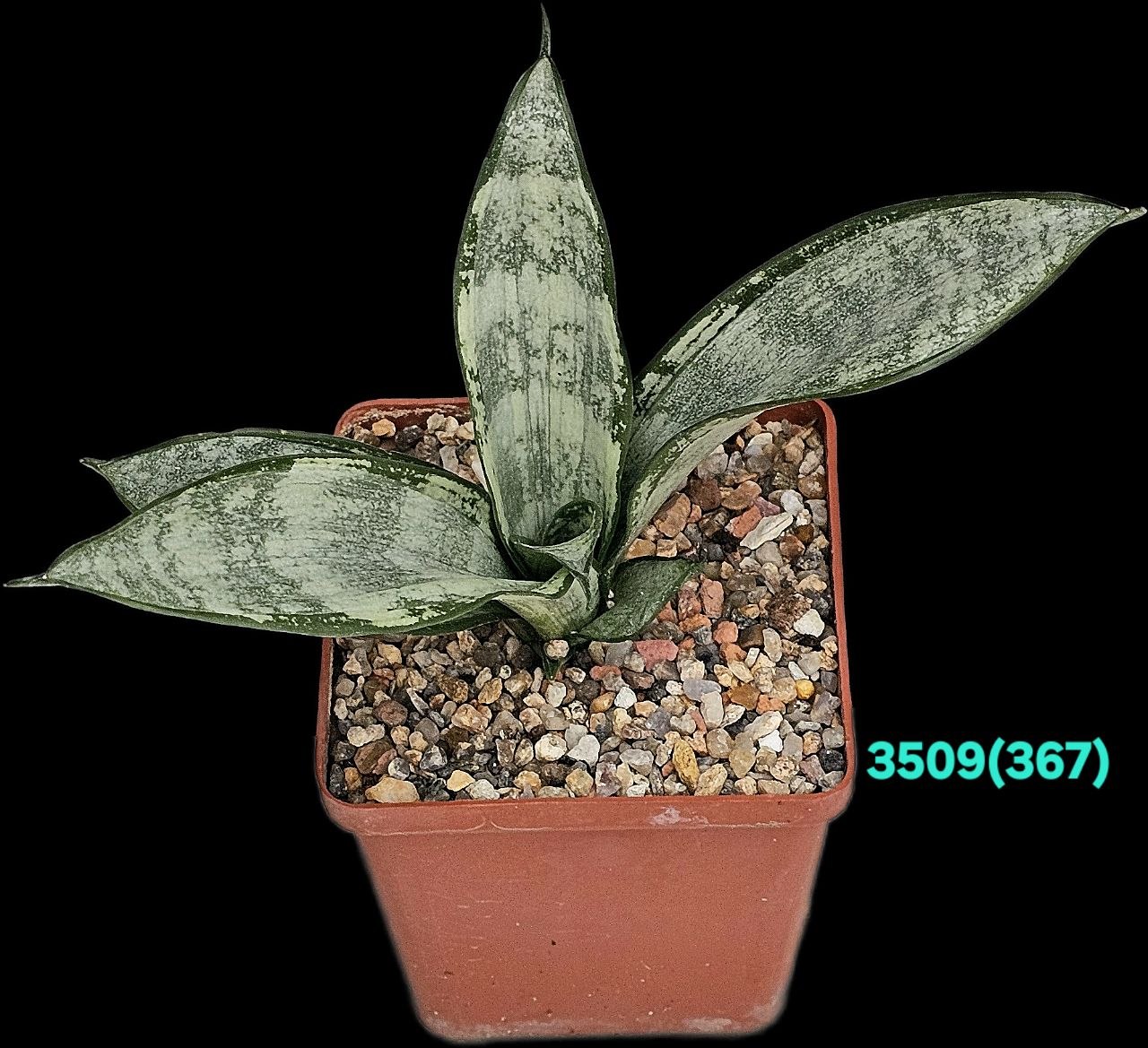 Sansevieria hahnii `Starburst` (`Green Ice`) – Indonesia (8x8)-  3509(367)
