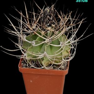 Astrophytum capricorne var. Crassispinum (8x8)-3510B