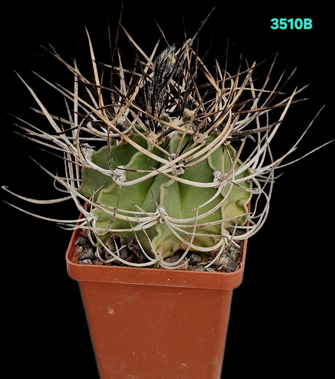 Astrophytum capricorne var. Crassispinum (8x8)-3510B