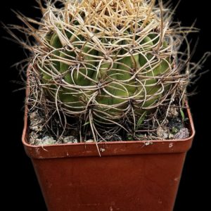 Denmoza rhodacantha var. diamantina –GK 306 (12x12)-  3511(381)