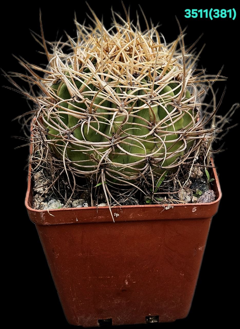Denmoza rhodacantha var. diamantina –GK 306 (12x12)- 3511(381)