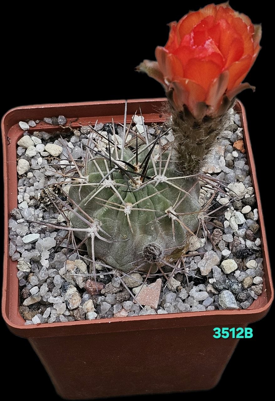 Acanthocalycium thionanthum (orange fl.) -LF 43 (8x8)-3512B