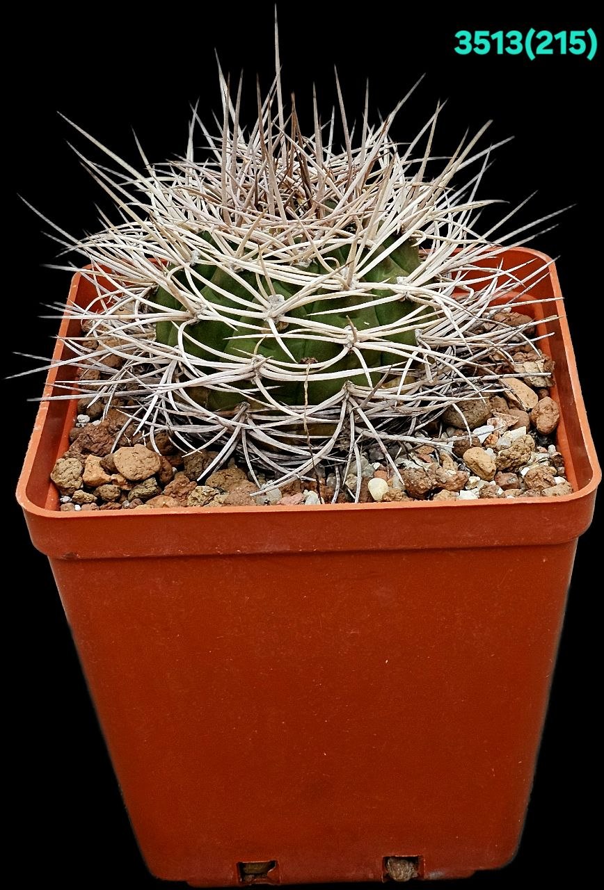 Gymnocalycium mazanense var. polycephalum - P 223 (12x12)-  3513(215)