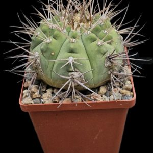 Gymnocalycium cardenasianum (fa.) –GK (9x9)-3514B