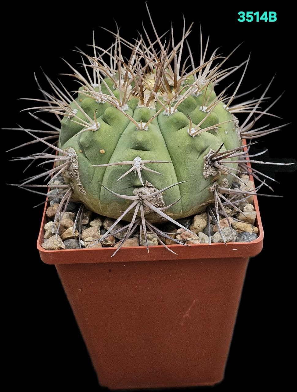 Gymnocalycium cardenasianum (fa.) –GK (9x9)-3514B