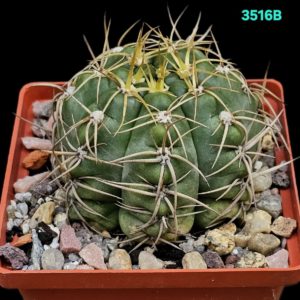 Gymnocalycium denudatum (fa.) –Pavl. (9x9)-3516B