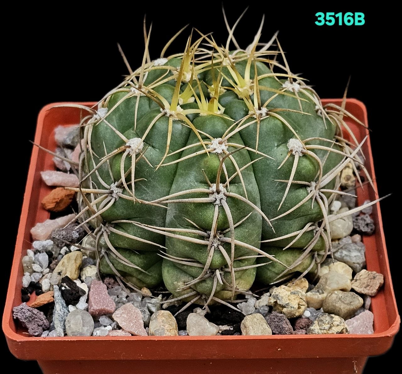 Gymnocalycium denudatum (fa.) –Pavl. (9x9)-3516B
