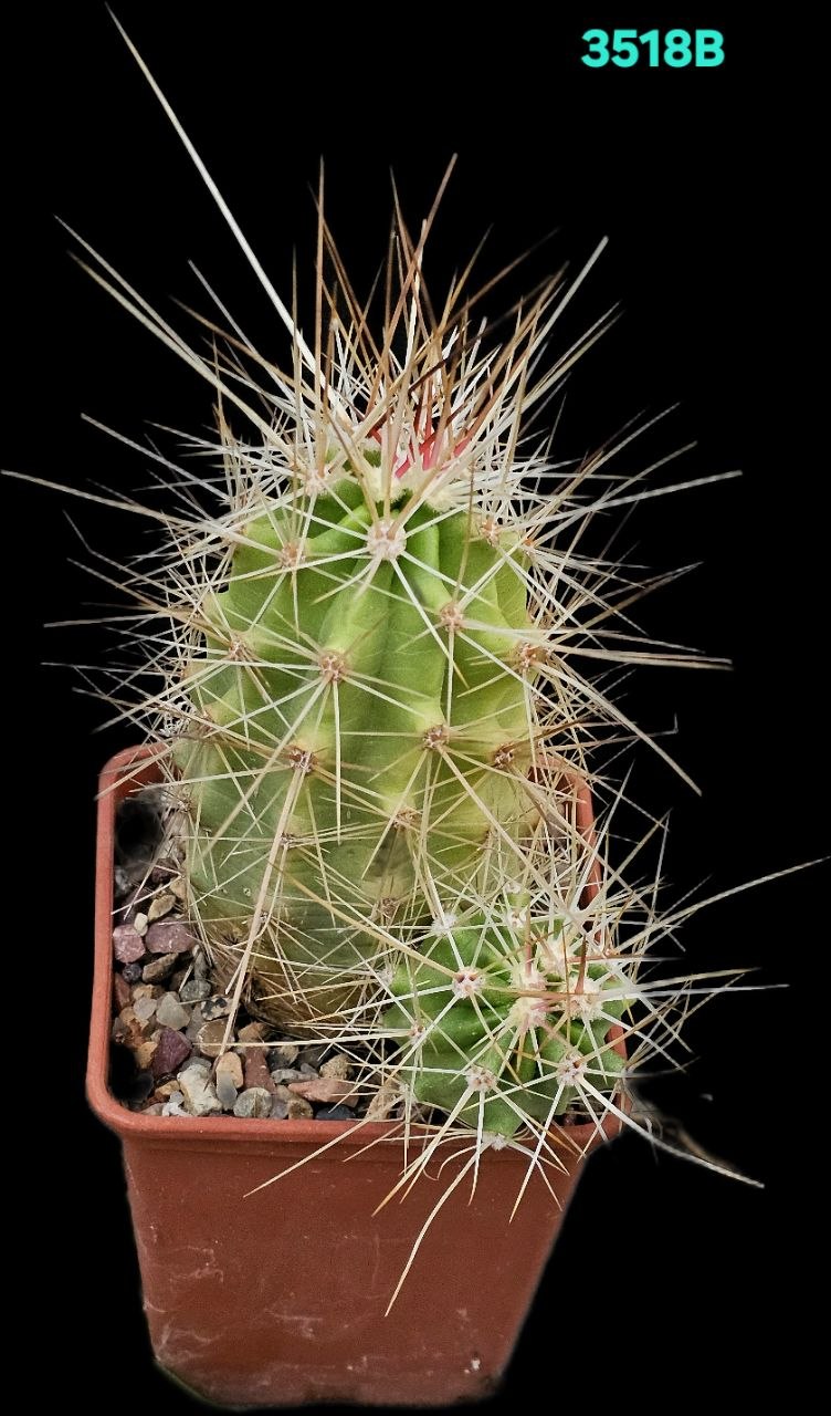 Echinocereus coccineus –MG (7x7)-3518B
