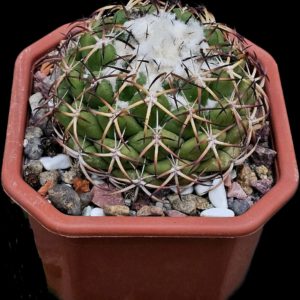 Coryphantha elephantidens (12x12)-3519B