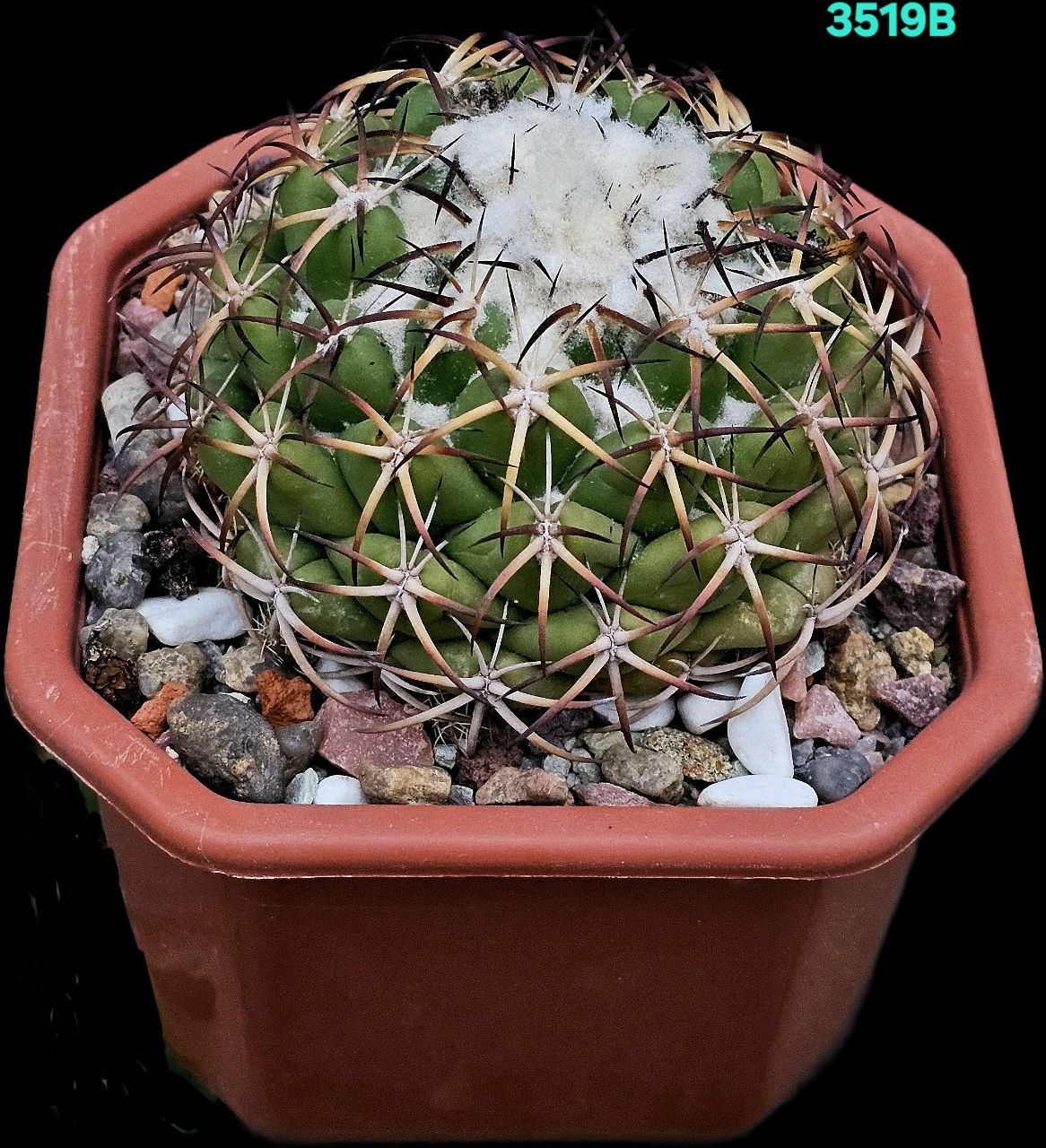 Coryphantha elephantidens (12x12)-3519B
