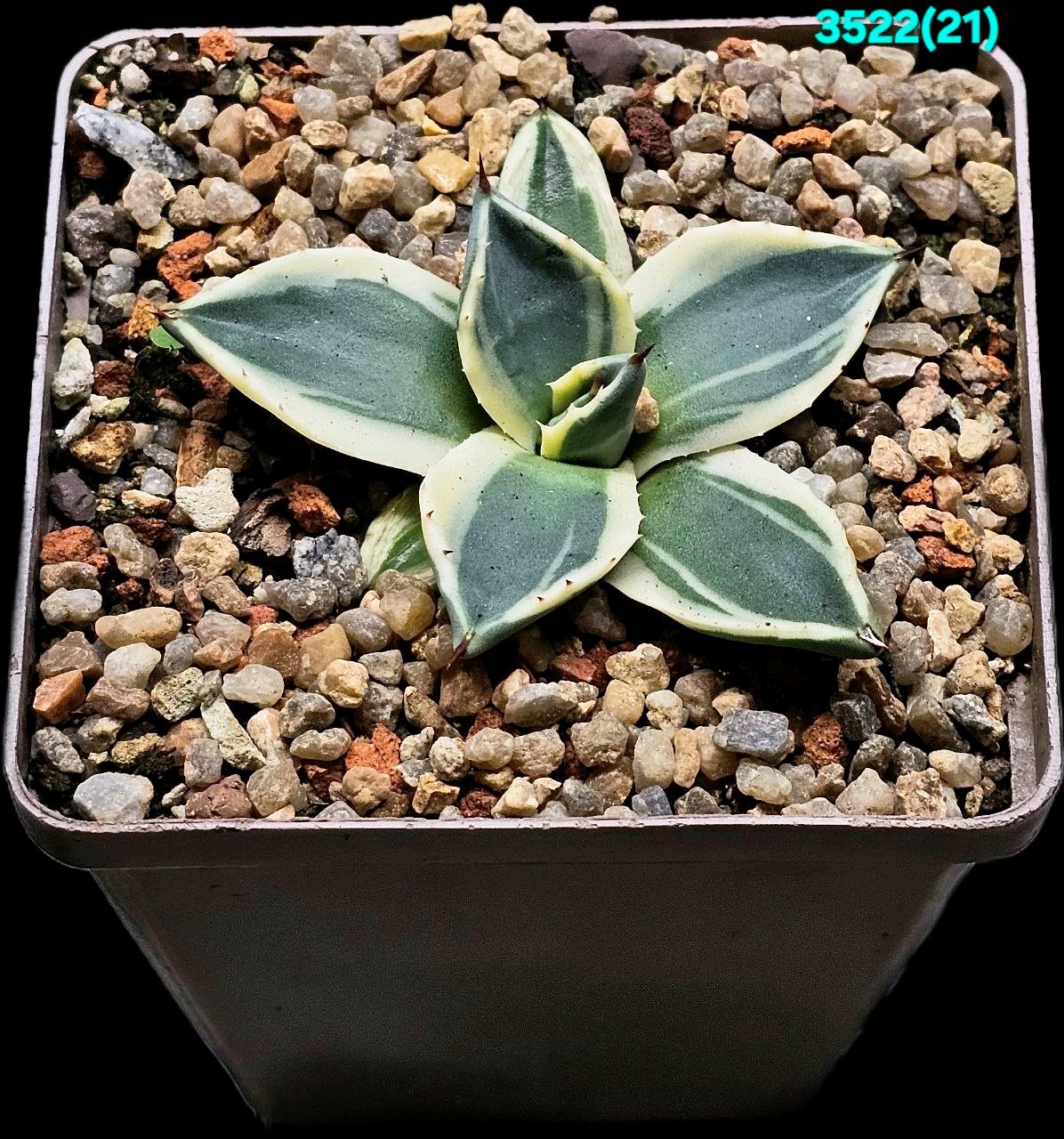 Agave applanata`Cream Spike` (8x8)-3522(21)