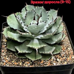 Agave potatorum `Kichiokan` fa. minima (11x11)-3523(9)