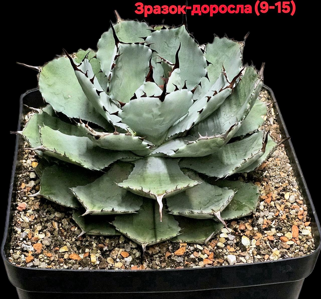 Agave potatorum `Kichiokan` fa. minima (11x11)-3523(9)