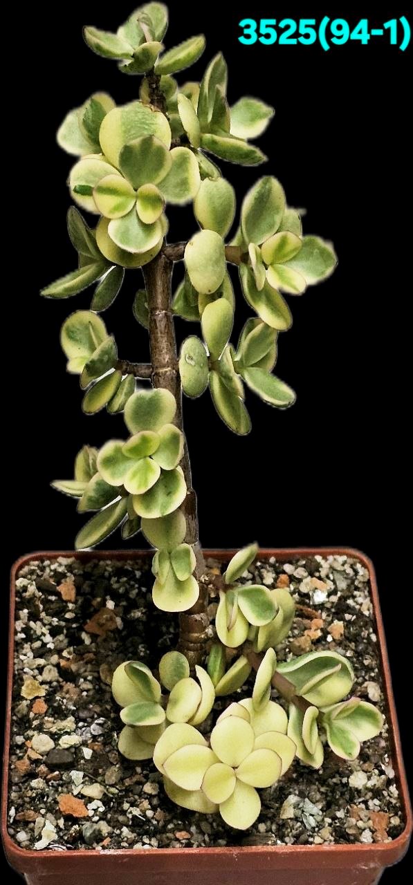 Portulacaria afra fa variegata (Elephant Bush) (for bonsai) (8x8)-  3525(94-1)
