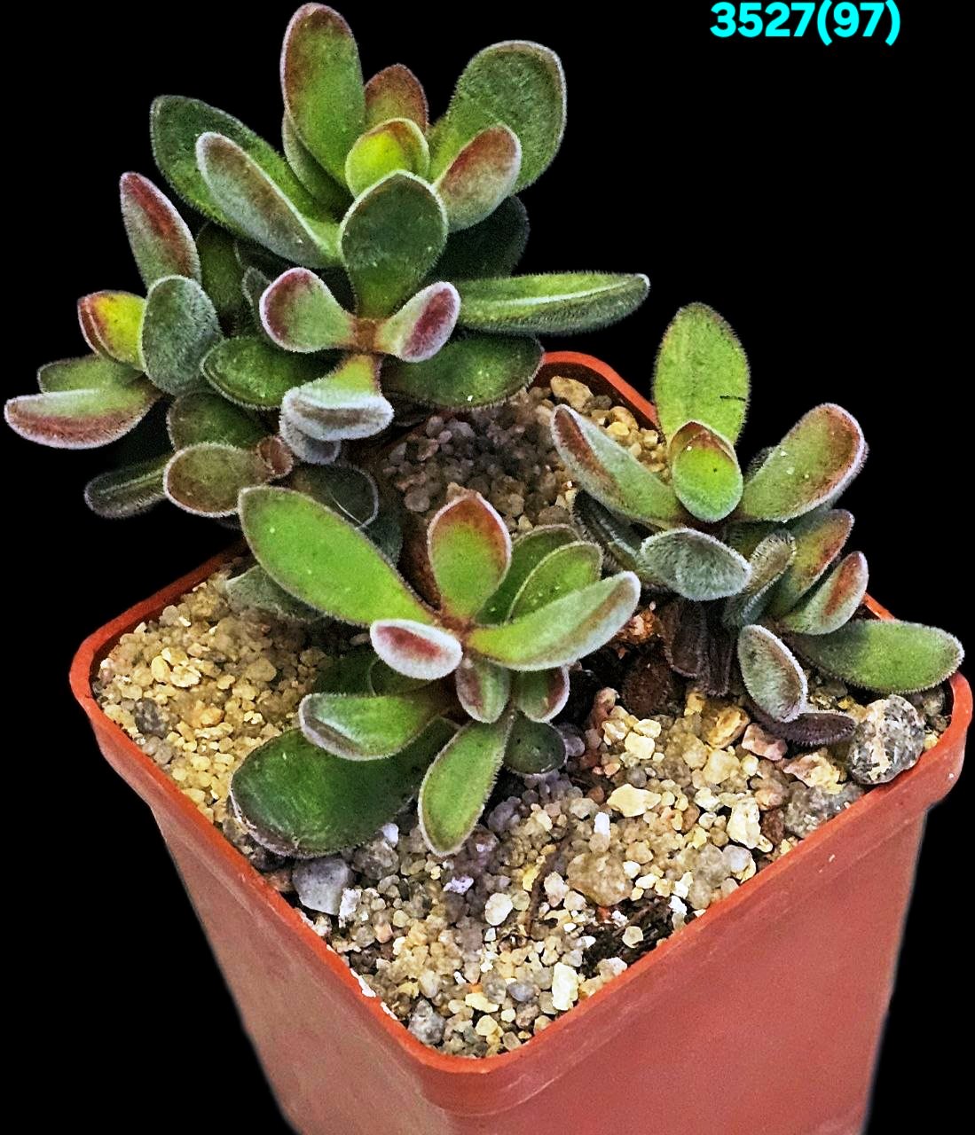 Crassula rogersii (from fa. variegata) (7x7)-3527(97)