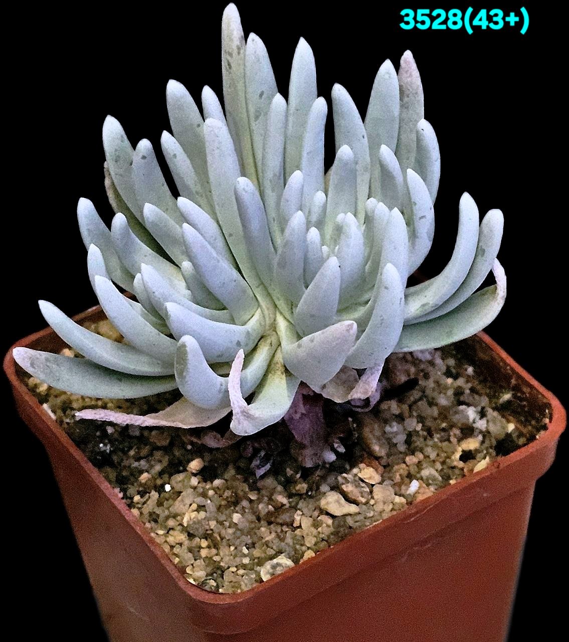 Dudleya hassei (virens ssp. hassei) (6x6)-3528(43+)