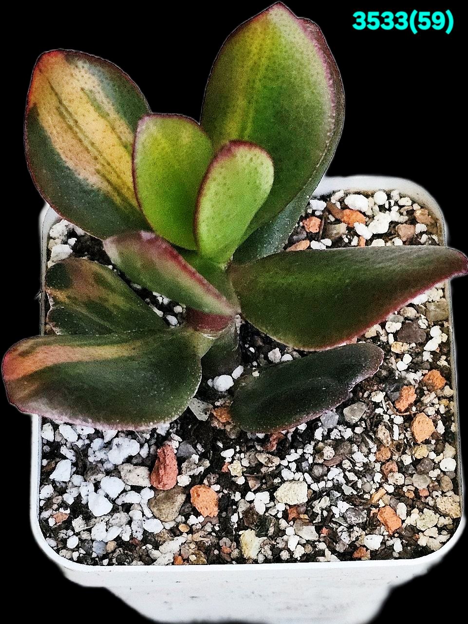 Crassula ovata `Solana` fa. variegata -Korea (7x7)3533(59)