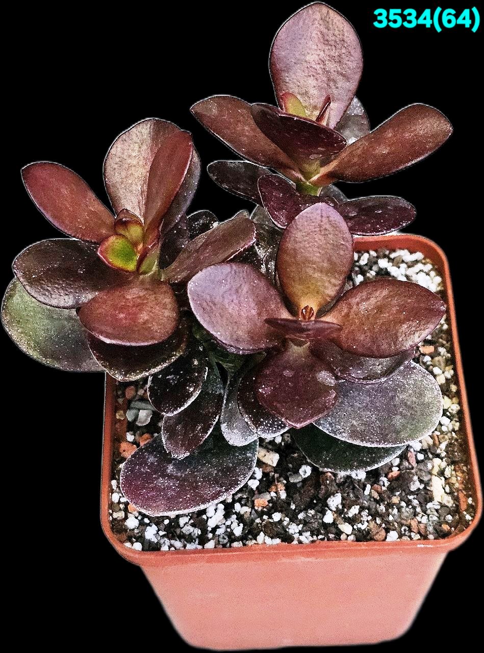 Crassula ovata `Janus` –Korea (9x9)-3534(64)