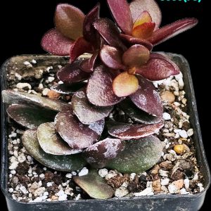 Crassula ovata var. minor `Full Red` -Korea (7x7)-3535(73)
